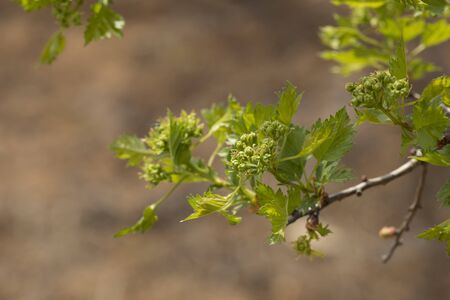 The shoots of prickly ash