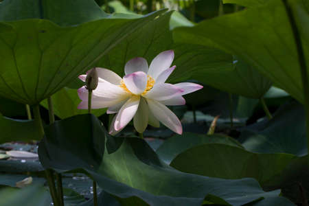A lotus in full bloom under the lotus leafの写真素材