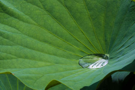 A drop of water on the lotus leafの写真素材