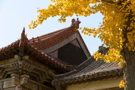 Ancient buildings under ginkgo trees in autumnの写真素材
