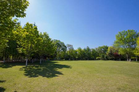 Trees and grass in the park