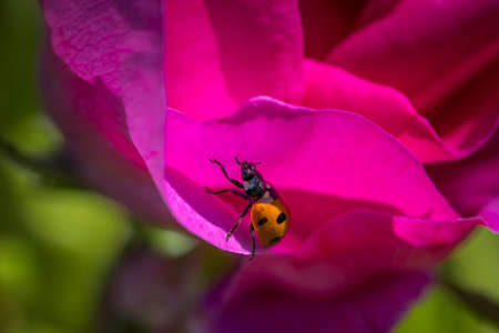 A ladybug crawling between the petals