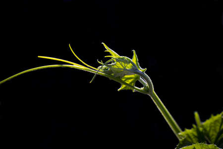 Young leaves of Melon Seedlingsの写真素材