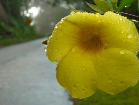 yellow flower after rainingの写真素材