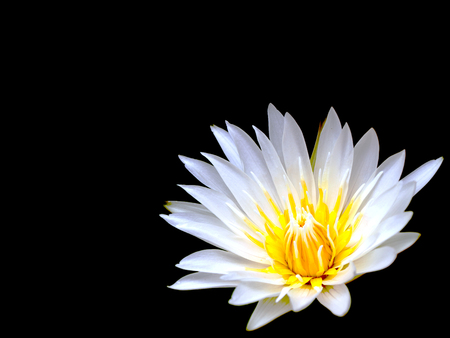 Beautiful white lotus flower isolated on black background.の写真素材