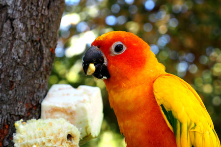 The most beautiful Macore parrot bird eating corn on the branch. The body of the bird is yellow,...