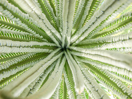 Closeup zoom top view of long leafs plant in garden.の写真素材