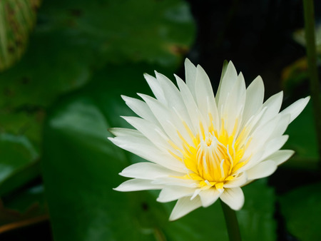 Beautiful white lotus flower in the pond.の写真素材