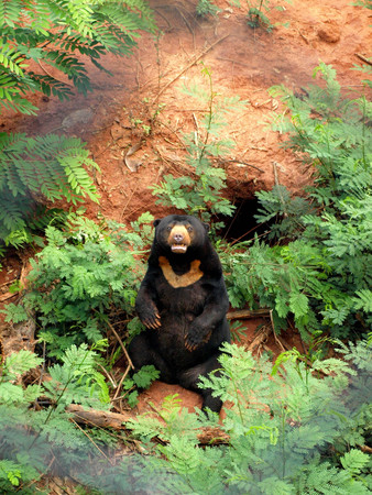 A black bear sitting in a green grassy at the zoo.の写真素材