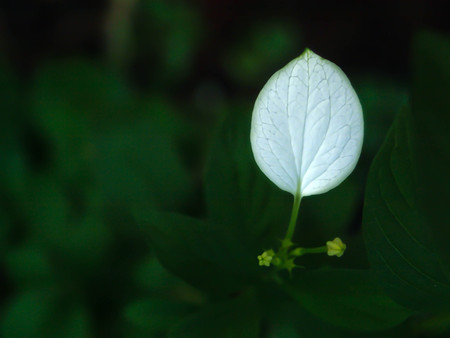 Close-up photo of a white leaf and many green, one standing out from the crowd. creative individual concept different leadership unique business. Nature Background.の写真素材
