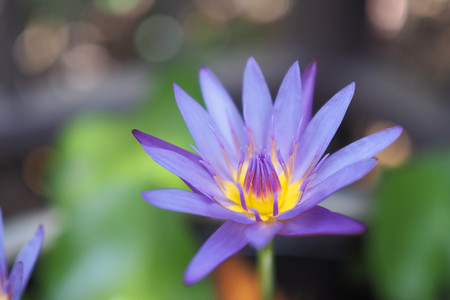 Macro image of Lotus flower (Lotus or Nelumbo) purple, violet and pink color, Naturally blooming water beautiful flowers in the garden.の写真素材