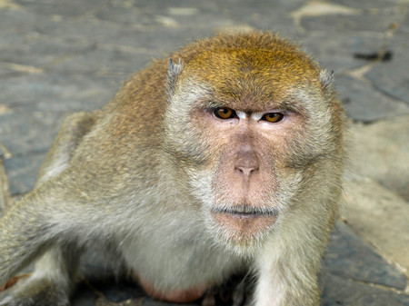 Monkey sitting and looking to you on the floor.の写真素材