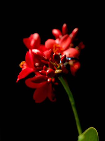 Close up red flower with black backgroundの写真素材