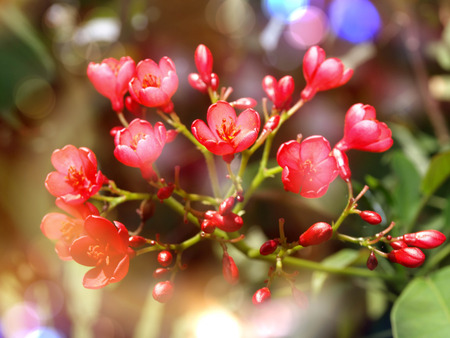 Close up red flower in bokeh backgroundの写真素材