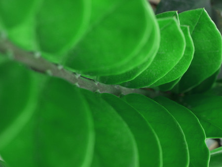 Close Up for Green Leaf Backgroundの写真素材