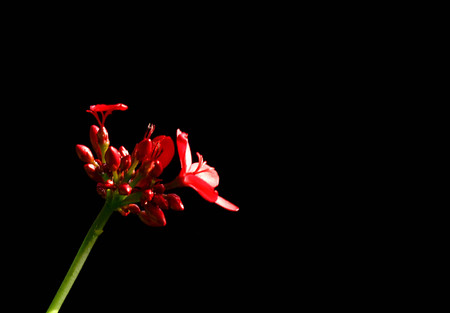 Close up red flower with black background