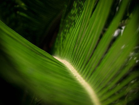 Closeup Natural Coconut Leaves in Gardenの写真素材
