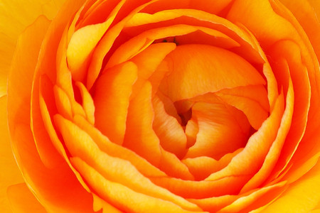 Closeup of beautiful orange flower background for wedding scene