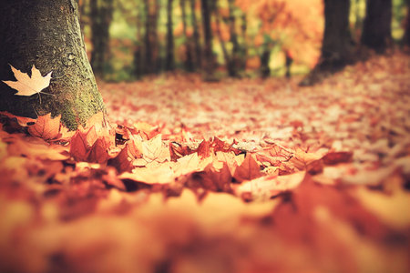 Beautiful blurred autumn landscape with fall leaves in sunshine. 3D illustration.の写真素材
