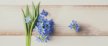Top view blue Scilla flowers on white wooden background with space for text. First spring flowers. Greeting card for Valentine's Day, Woman's Day and Mother's Day.の写真素材