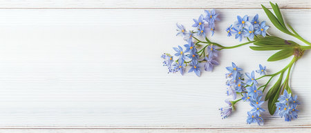 Top view blue Scilla flowers on white wooden background with space for text. First spring flowers. Greeting card for Valentine's Day, Woman's Day and Mother's Day.の写真素材