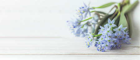 Top view blue Scilla flowers on white wooden background with space for text. First spring flowers. Greeting card for Valentine's Day, Woman's Day and Mother's Day.の写真素材