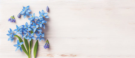 Top view blue Scilla flowers on white wooden background with space for text. First spring flowers. Greeting card for Valentine's Day, Woman's Day and Mother's Day.の写真素材