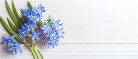 Top view blue Scilla flowers on white wooden background with space for text. First spring flowers. Greeting card for Valentine's Day, Woman's Day and Mother's Day.の写真素材