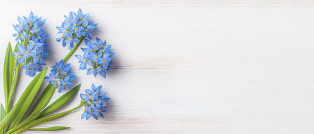 Top view blue Scilla flowers on white wooden background with space for text. First spring flowers. Greeting card for Valentine's Day, Woman's Day and Mother's Day.の写真素材
