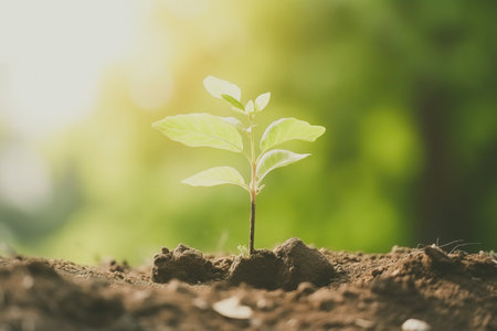 Young green plant growing at sunlight in the garden. World Earth Day banner. Save world concept.の写真素材
