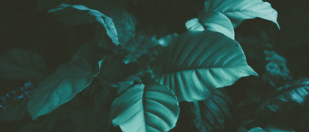 Tropical leaf forest glow in the dark background with copy space. High contrast concept.の写真素材