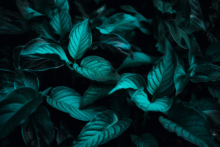 Tropical leaf forest glow in the dark background with copy space. High contrast concept.の写真素材
