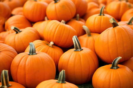 Several mini pumpkins at outdoor farmers market.の素材