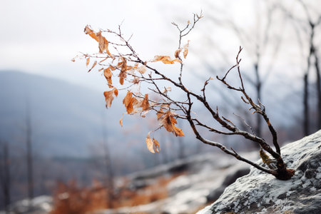 Gentle mountain forest breeze, snowy sky backdrop, swaying winter plants, and serene branches in a tranquil natural sceneの素材