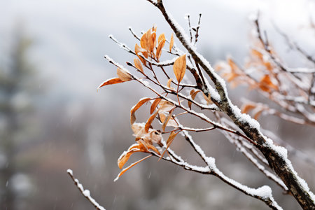 Gentle mountain forest breeze, snowy sky backdrop, swaying winter plants, and serene branches in a tranquil natural sceneの素材
