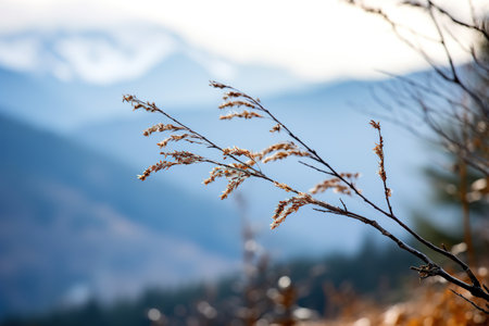 Gentle mountain forest breeze, snowy sky backdrop, swaying winter plants, and serene branches in a tranquil natural sceneの素材