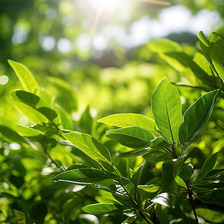 Close up of green leaf in a garden at summer under sunlight with blurred backgroundの素材