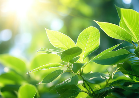 Close up of green leaf in a garden at summer under sunlight with blurred backgroundの素材