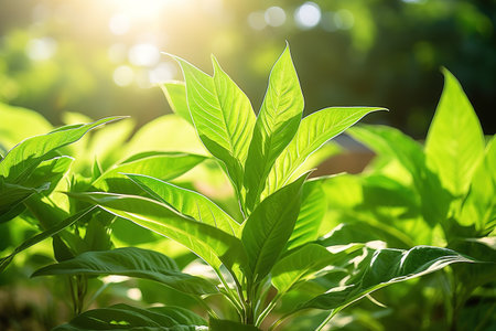 Close up of green leaf in a garden at summer under sunlight with blurred backgroundの素材