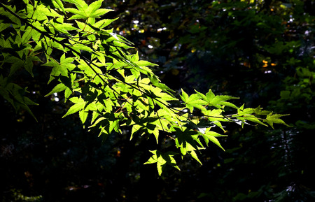 Sunlight reflected in the leaves