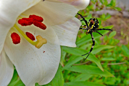 Lily flowers and spidersの写真素材