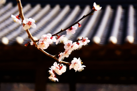 Pin plum on a tiled roofの写真素材