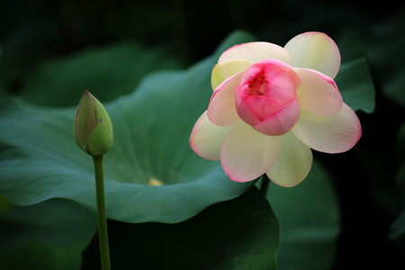 The gorgeous figure of lotusの写真素材