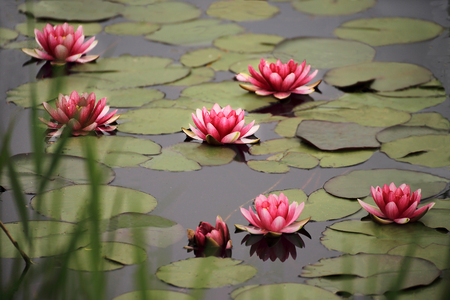 Beautifully blooming water lilies in a pond.の写真素材