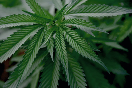 Indoor grow hemp, leaf,
Cannabis Marijuana plant background in farm plantations.