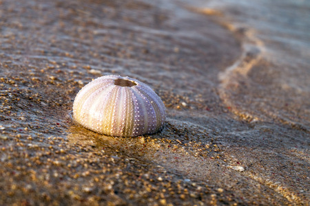 dead sea urchin washed to the sandy beachの写真素材