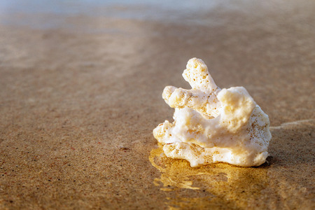 a white coral and sand on the beach の写真素材