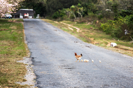 Chickens - hen and chicks の写真素材