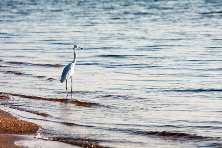 Great white egret in the seaの写真素材