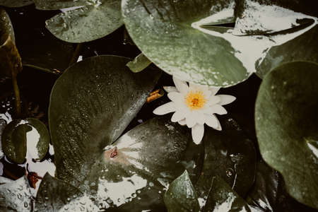 White lotus flower on the water surface. Selective focus.の写真素材